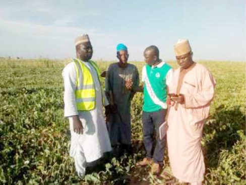 Yobe Farmers