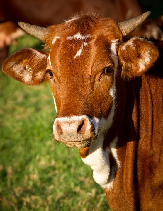 cow-425164_960_720