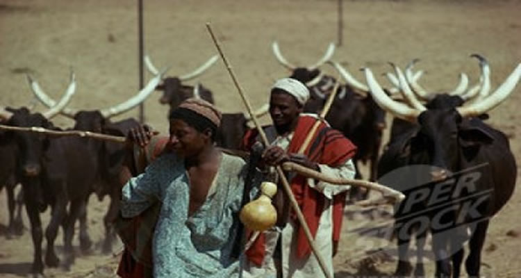 fulani1