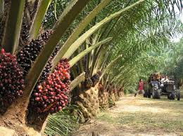 Oil Palm