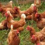 Poultry Farm