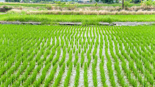 Rice Farm