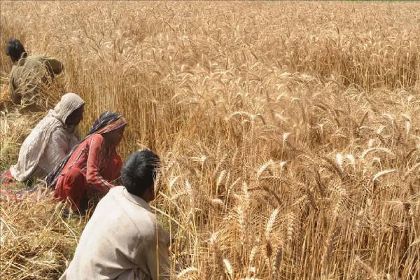 Wheat farmers