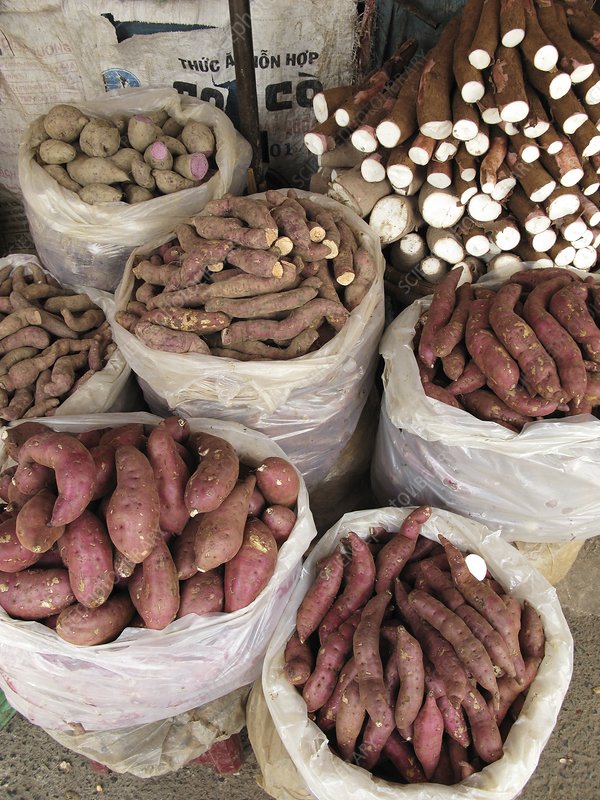 Sweet potato and cassava roots