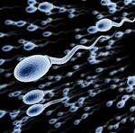 Sperm