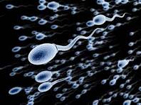 Sperm
